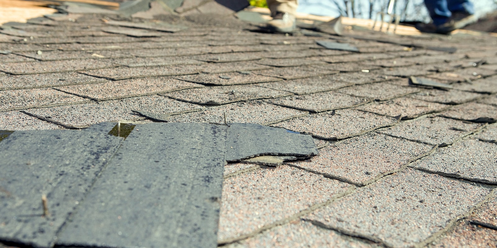 shingle roof